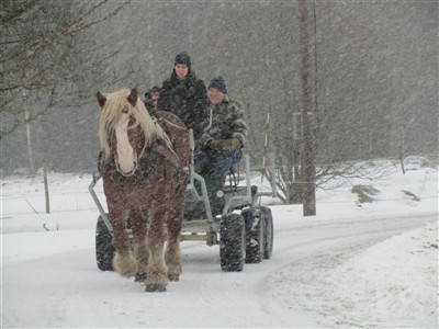 Ardennern Pokal drar vagnen i sn&ouml;storm