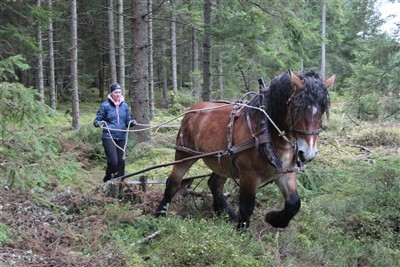T&ouml;mk&ouml;rning med 2-&aring;riga ardennerhingsten Moltas