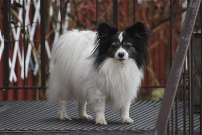Lilla Tyke &auml;r en blandning mellan Papillon och Malteser