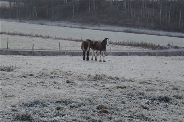 Moltas och hans nya kompis, en 1&aring;rig clydesdale