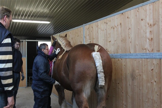 Pokal veterin&auml;rbesiktigas