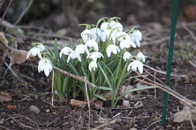 V&aring;rblommor