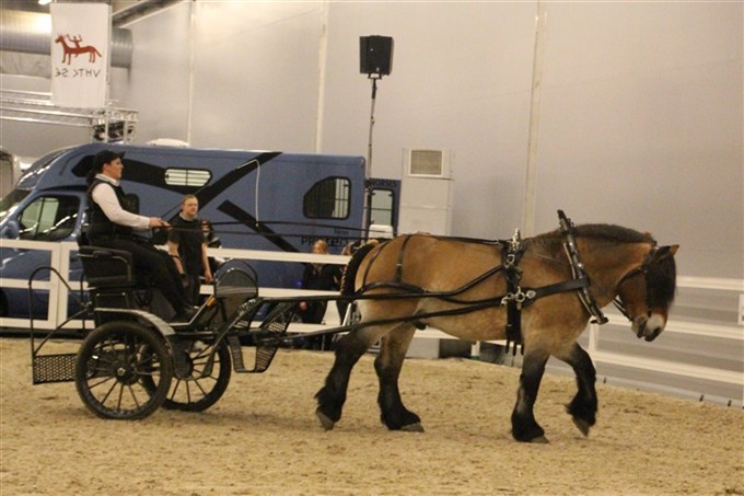 Kristine k&ouml;r uppvisning i m&auml;sspadocken med sin hingst Respekt