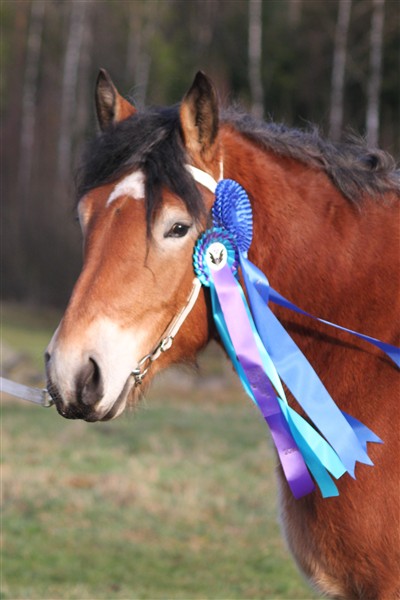 Mysan med rosetten fr&aring;n Sweden International Horse Show & fr&aring;n &Aring;rets Kallblod