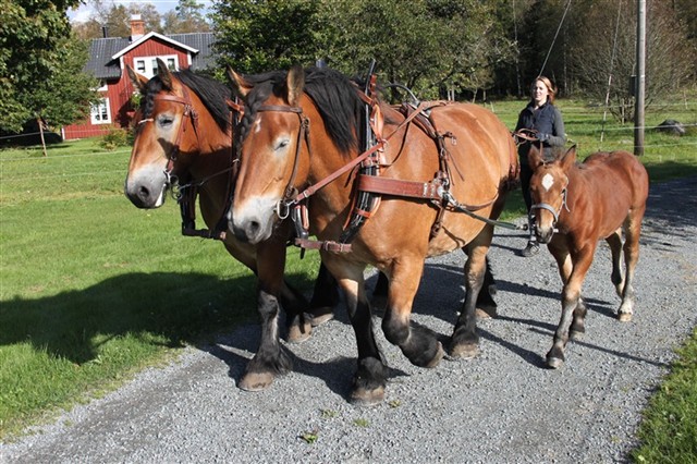 Mindy och Majsan t&ouml;mk&ouml;rs i par, Millan g&aring;r bunden vid sidan.