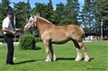 Vetlanda 1-2 augusti 2015 062.JPG