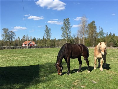 &Auml;ngsholm