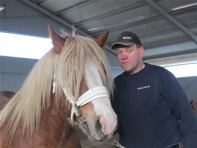 Alf Magnusson och ardennerhingsten Pokal tr&auml;nar inf&ouml;r hingstpremieringen p&aring; Grevag&aring;rden 2012