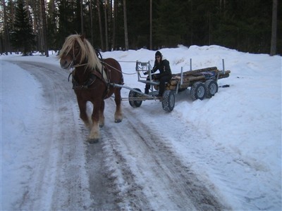 Ardennerhingsten Max g&ouml;r en fin v&auml;ndning trots en h&ouml;g sn&ouml;vall.