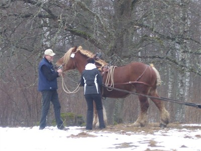 Hingstpremiering Grevag&aring;rden 2010. Jenny k&ouml;r bruksprov med Max.