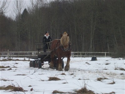 Jenny k&ouml;r bruksprov med Max p&aring; hingstpremieringen p&aring; Grevag&aring;rden 2010