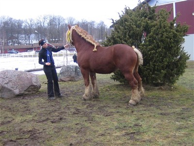 Max blev godk&auml;nd hingst p&aring; avelsbed&ouml;mningen p&aring; Grevag&aring;rden 2010